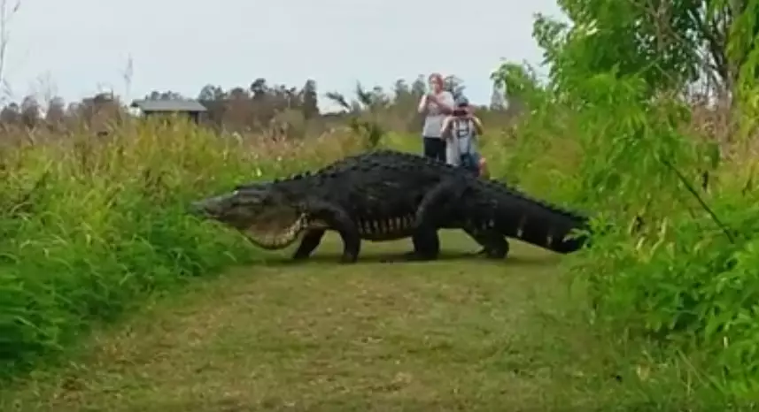 Is That A Giant Alligator Or A Freaking Dinosaur?