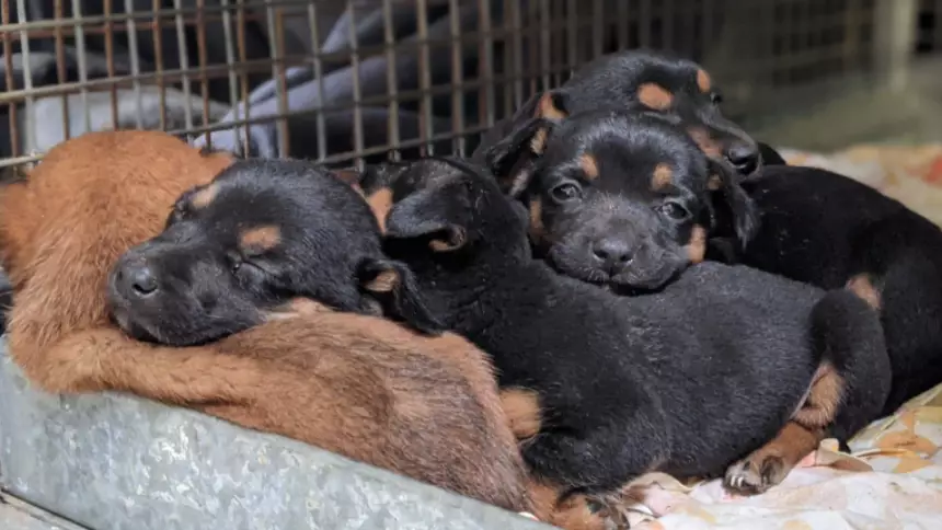 Australian Authorities Launch Investigation After Eight Puppies Were Found Dumped In Bin