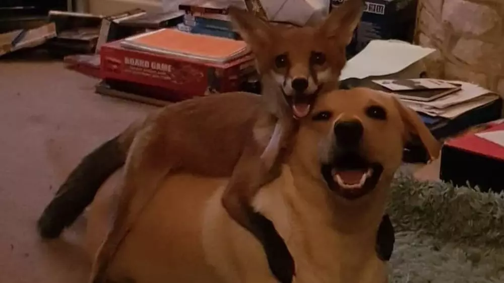 Abandoned Vixen Becomes Best Friend With Family's Pet Labrador