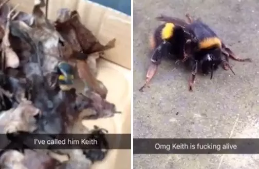 The Epic Tale Of Keith The Bee Is Going Viral