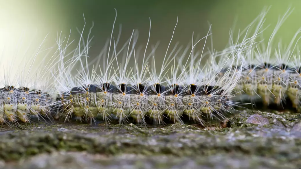 Experts Warn Of Toxic Caterpillars Causing Rashes And Breathing Difficulties In UK