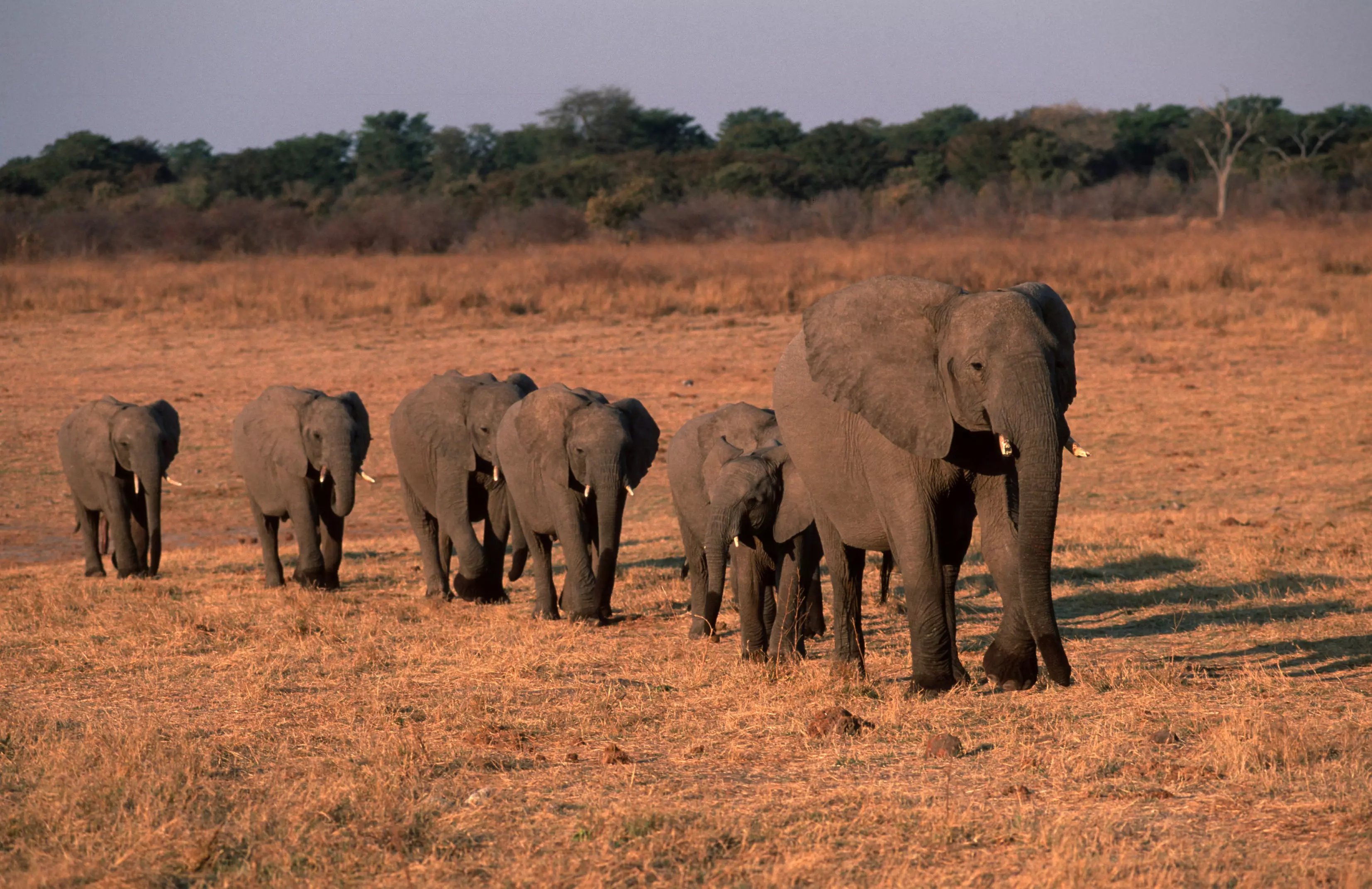 The elephants have died due to lack of water and overcrowding (