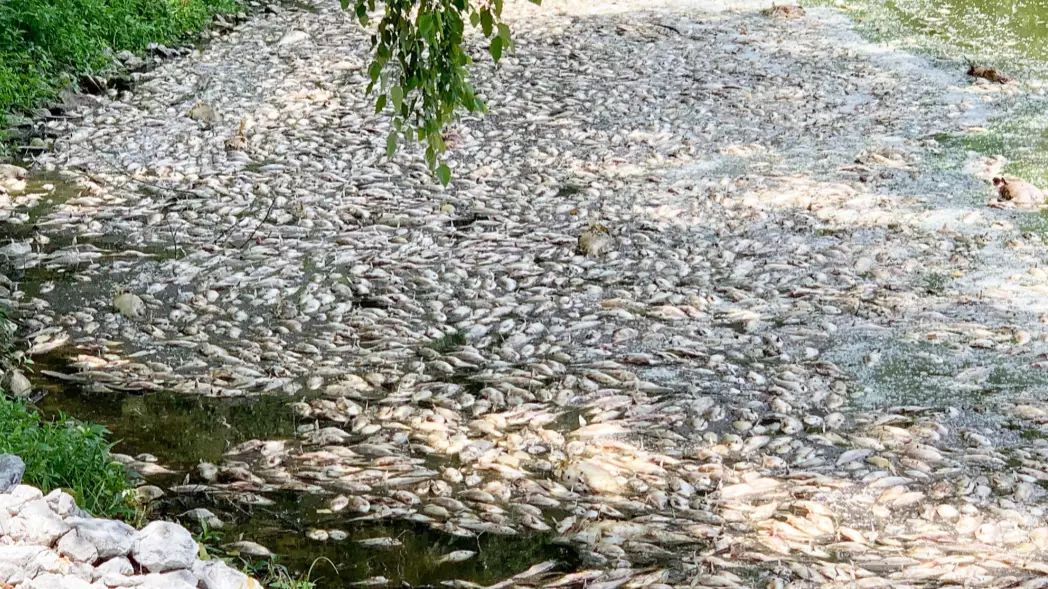 Locals Baffled After Thousands Of Fish Mysteriously Found Dead In Lake