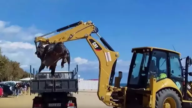 Huge Leatherback Turtle Washed Up On Beach Had To Be Moved By Digger