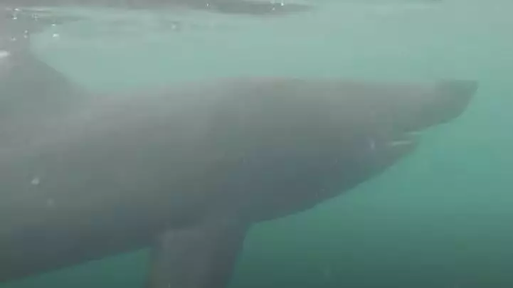 Massive 18ft Shark Passes By Swimmer Off Scottish Coast