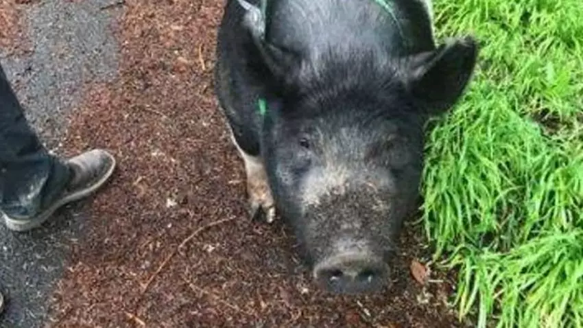 Missing Pet Pig Called Princess Slaughtered By Man Who Promised To Look After Her