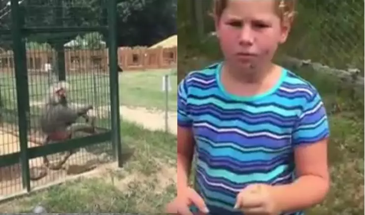 Dad Can't Stop Laughing At Baboon Launching Poo At Little Kids