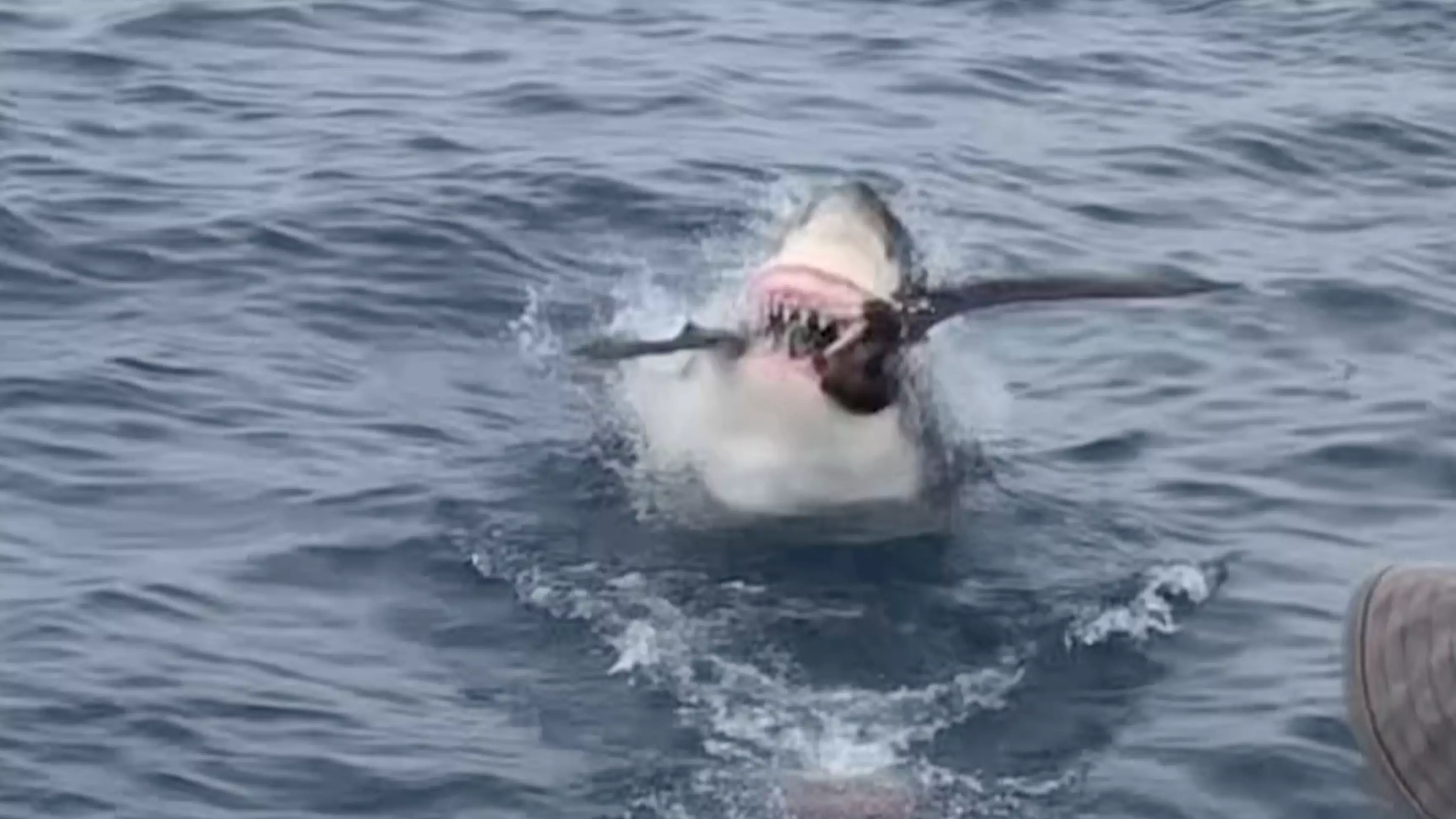 Tourists Blown Away As Great White Shark Suddenly Strikes And Swallows Bird Whole