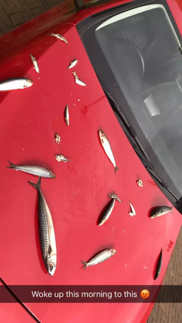 Fish on car