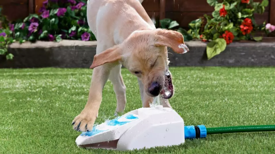 You Can Now Get Water Fountains For Your Dog