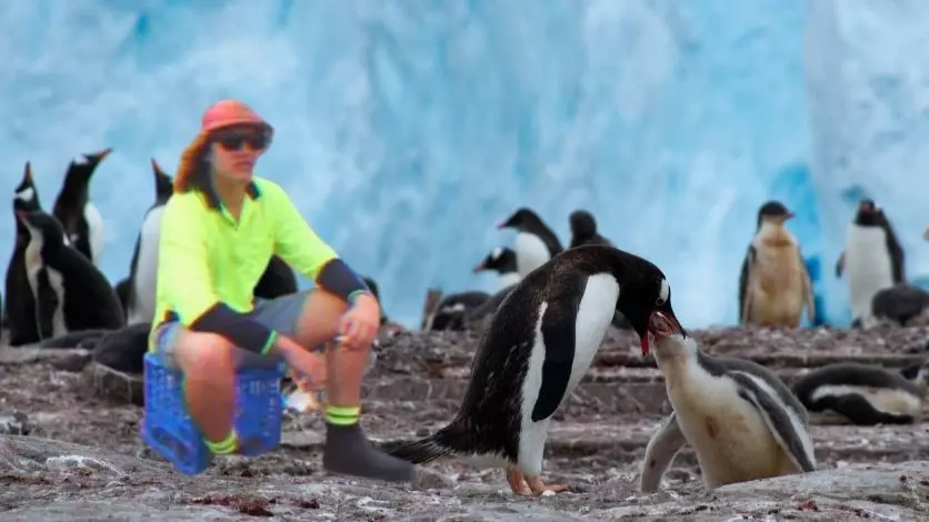 Australian Tradies Wanted For Chippy, Sparky And Plumber Jobs On Antarctica