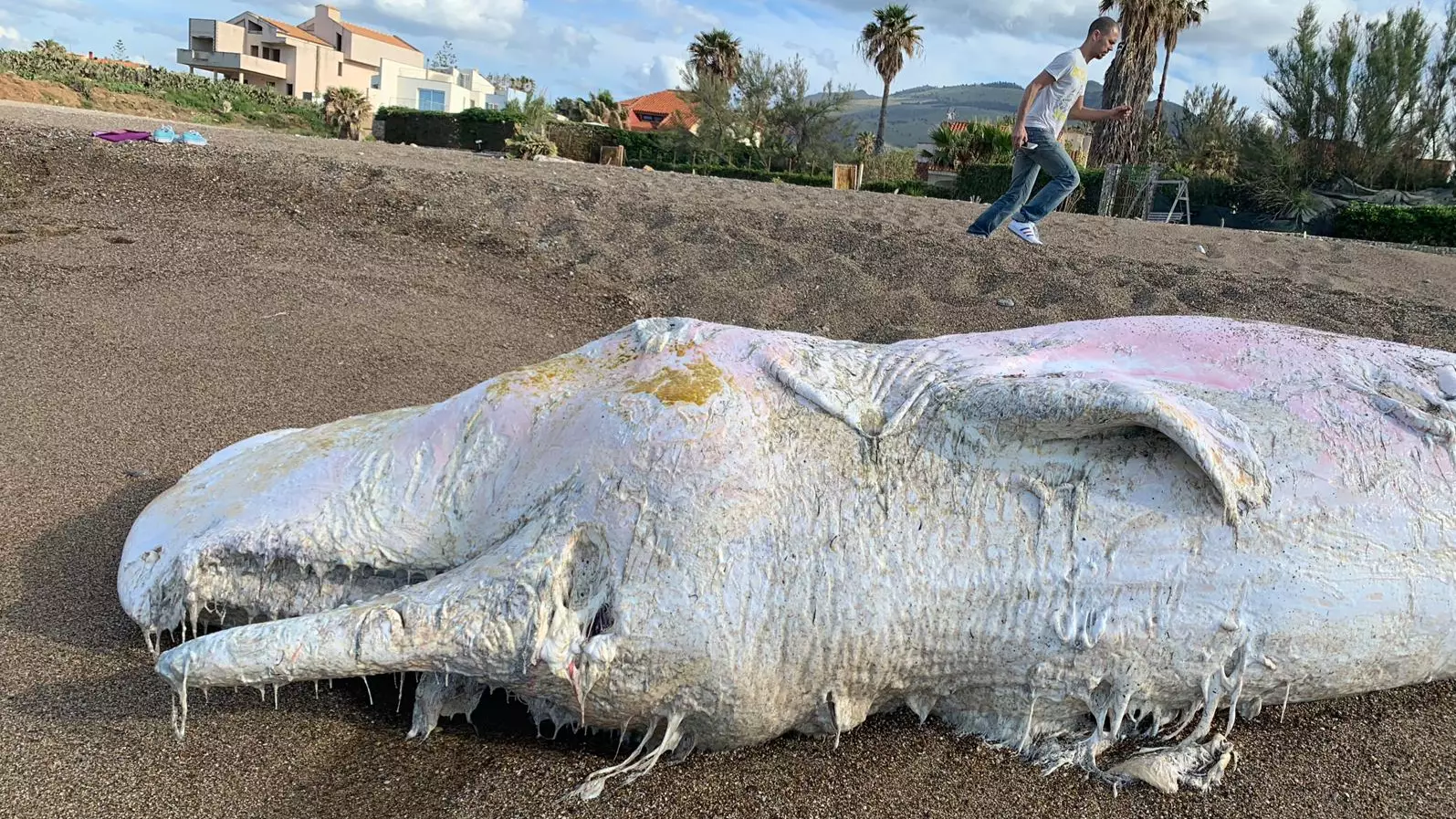 Dead Whales Are Washing Up On Beaches In Italy With Stomachs Full Of Plastic