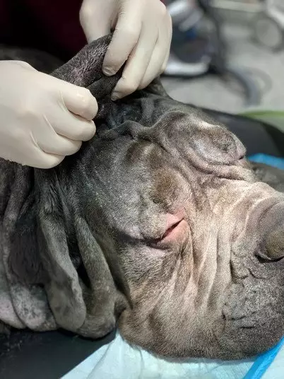 Neo undergoing the skin tautening procedure.