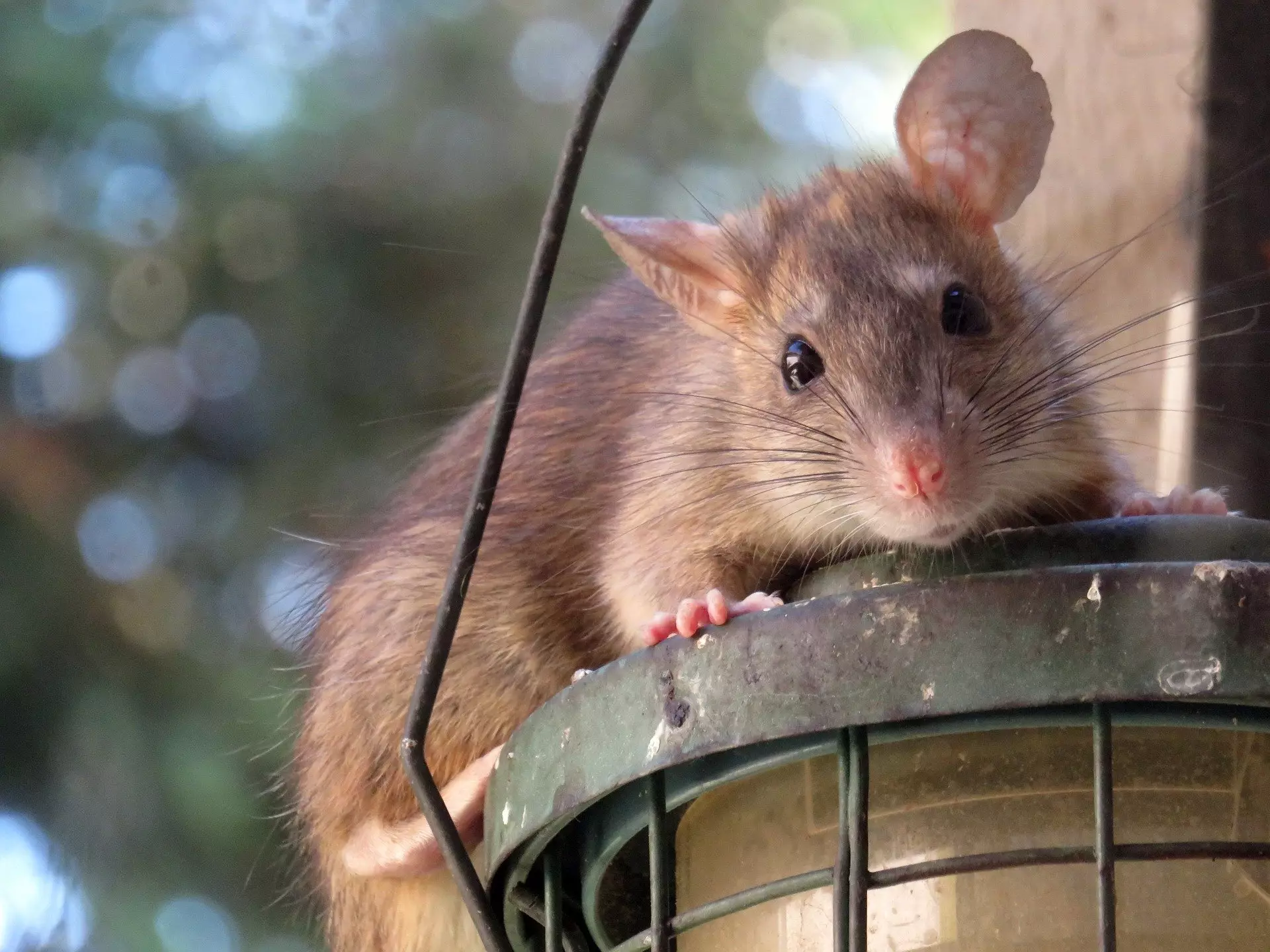 Rats are invading people's homes (