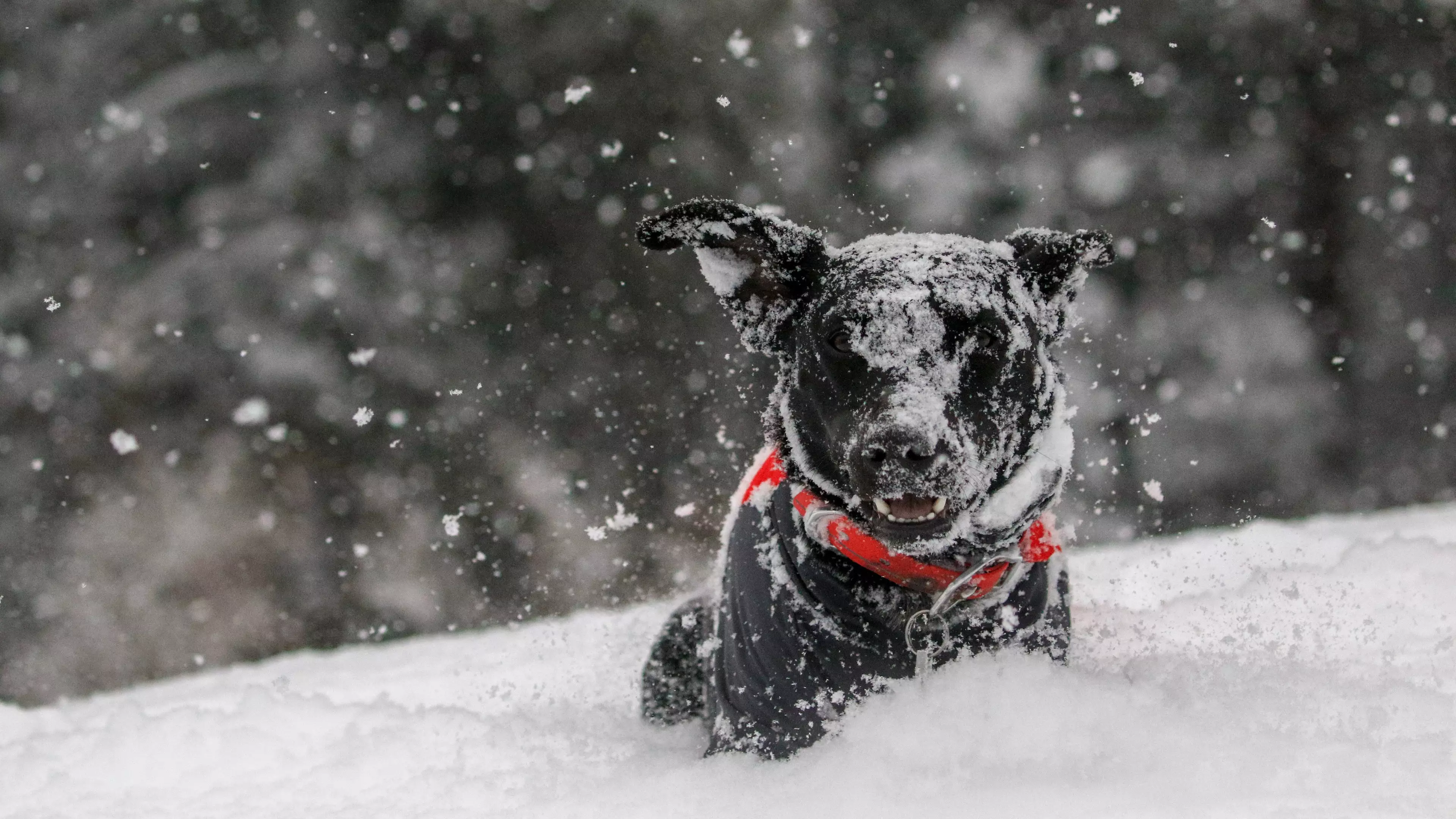 People Are Sharing Pics Of Their Dogs In The Snow And It's Adorable