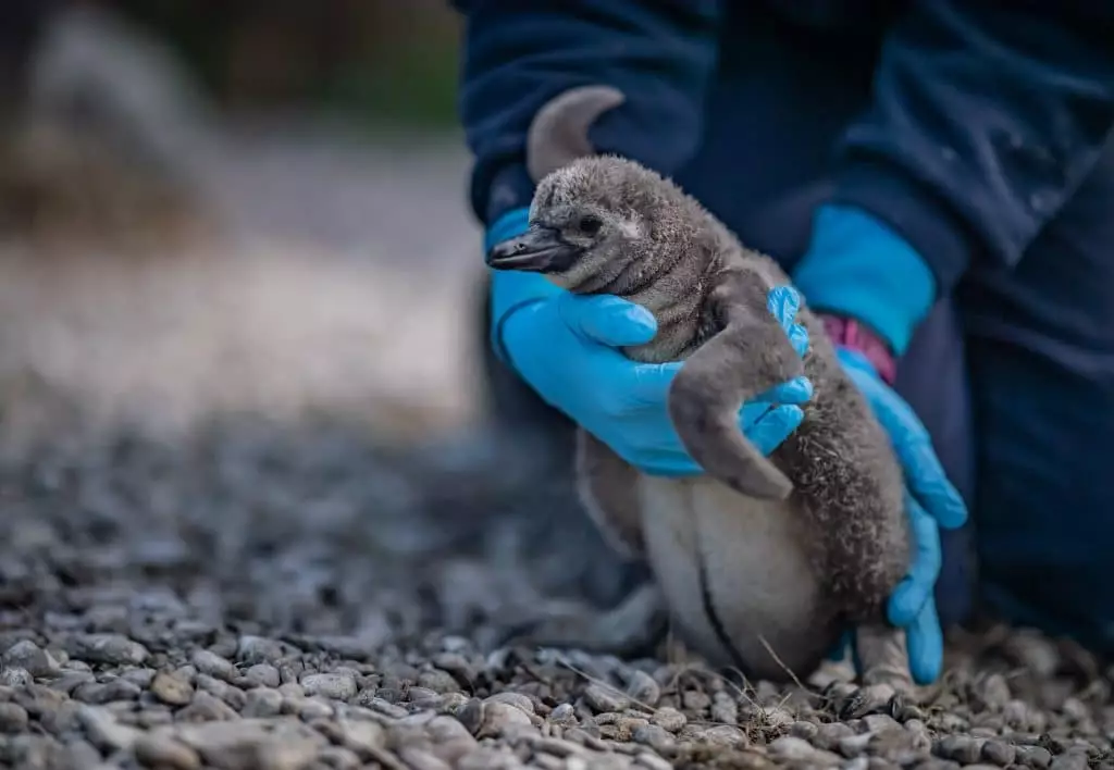 How about helping rear some baby penguins? (