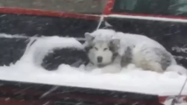 Photo Of Dog In Back Of Truck During Snow Storm Sparks Online Debate
