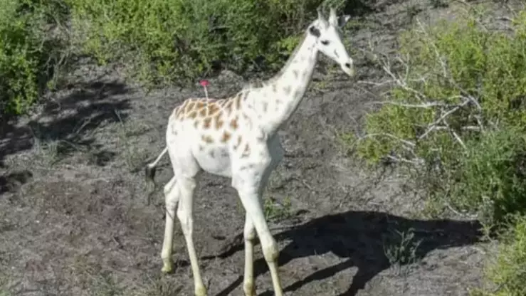 World's Only White Giraffe Is Fitted With GPS Tracking In A Bid To protect Him From Poachers