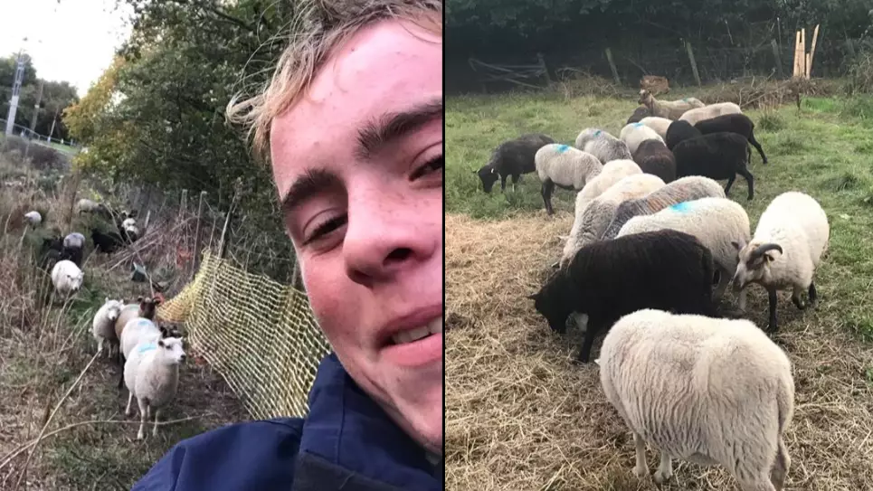 Farmer Furious After Catching Group Of Teenagers 'Sheep Tipping' 