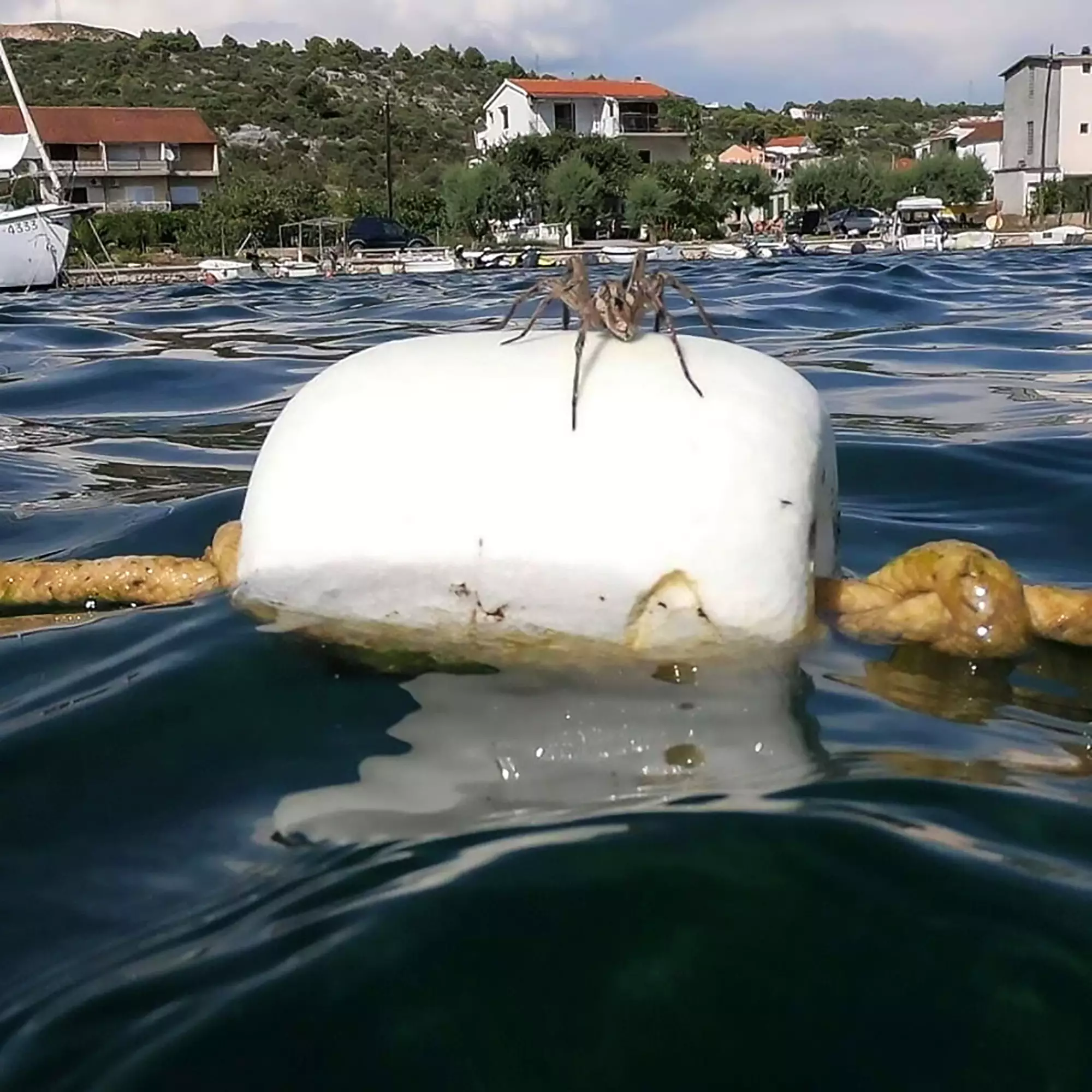 Nothing to see here, just a spider chilling on a buoy.