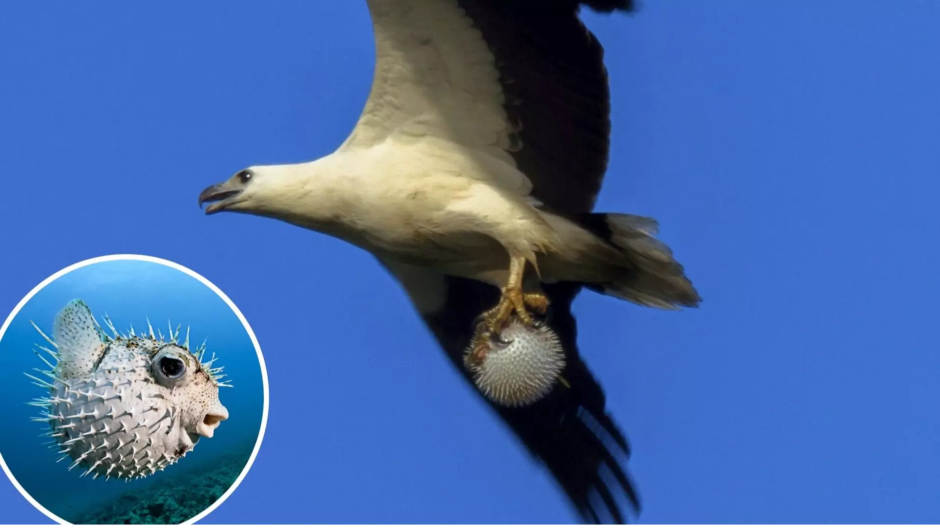 Sea Eagle Catches And Flies Off With Fully Inflated Puffer Fish