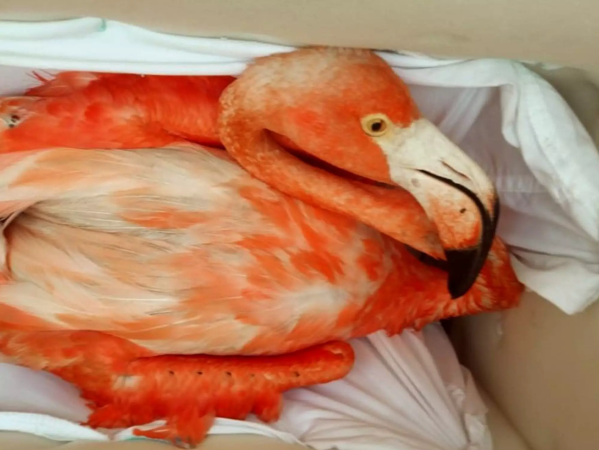 The surviving birds were found to be in very poor health.