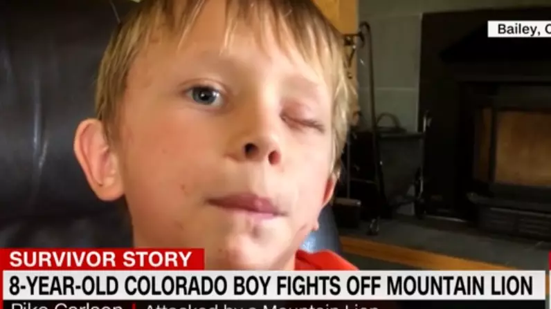 Boy, 8, Fights Off Mountain Lion By Punching It 