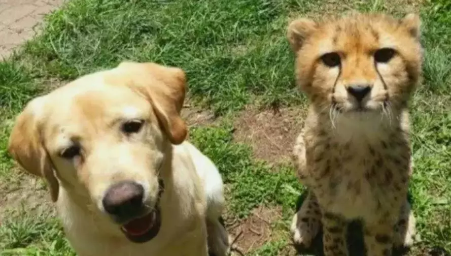 This cheetah is being given emotional support from a dog.