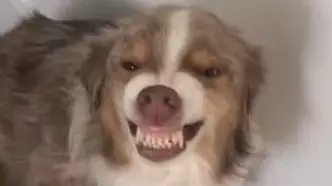 Dog Grins At Owner To Get Out Of Trouble For Pooping On The Carpet
