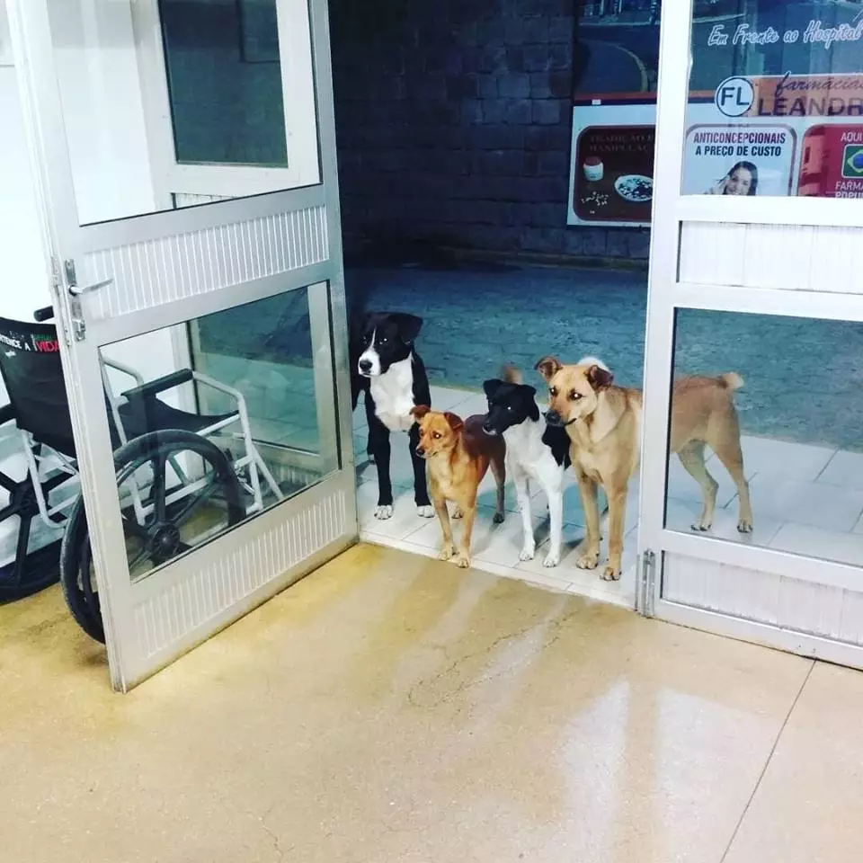 César's dogs waited for him by the door at the hospital and they are well adorable.