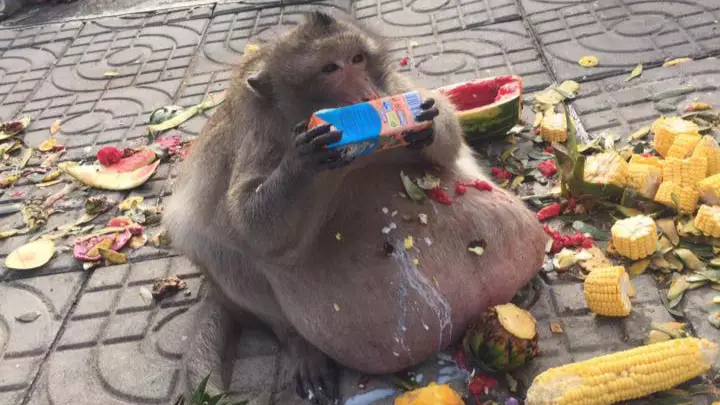 'Uncle Fatty' The Famously Obese Thai Monkey Is Missing Presumed Dead 