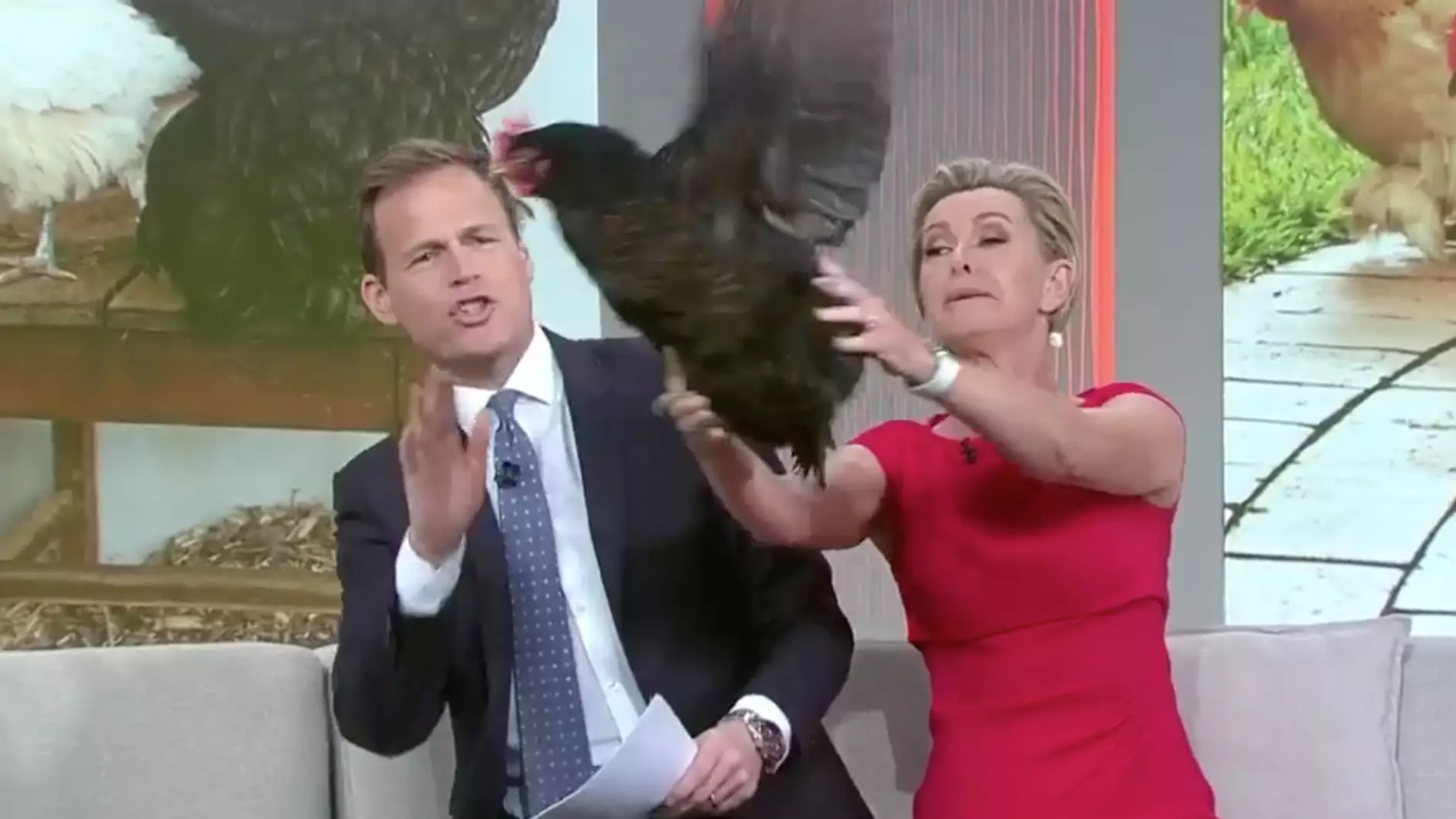 The Today Show Hosts Lose It As A Chicken Goes Wild On Live TV