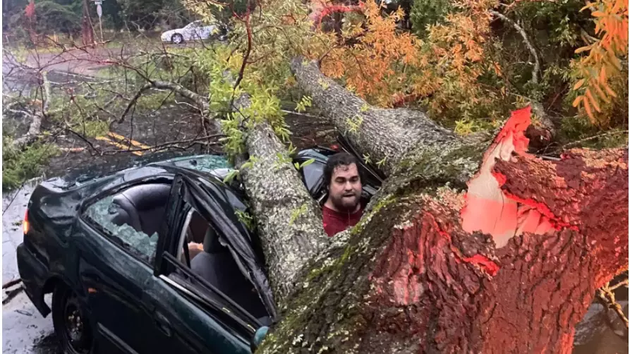 Man Narrowly Avoids Death After Tree Struck By Lightning Crashes Into His Car