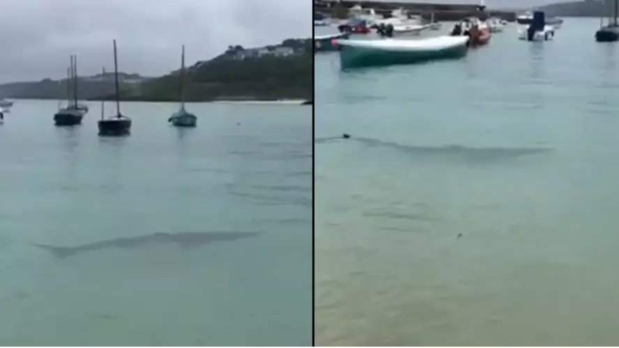Nine Foot Shark Spotted In UK Harbour By Teenager