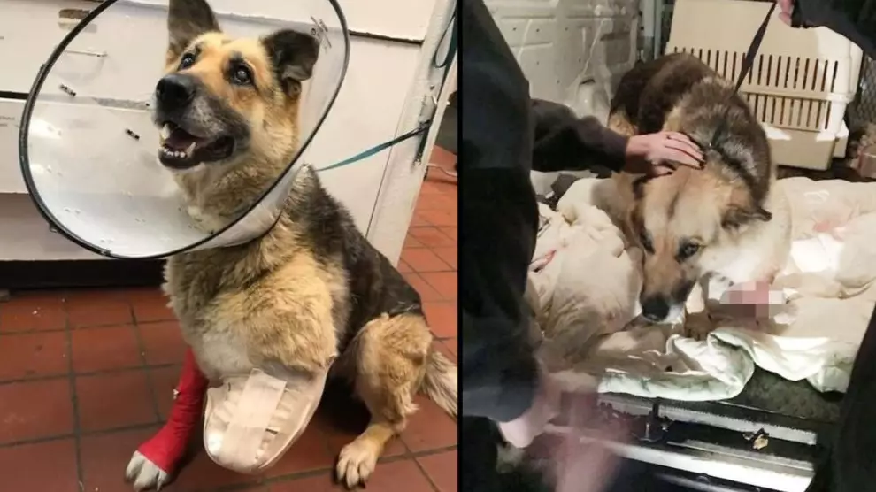 Dog Chews Her Own Leg Off After Owner Chains It To Fence Without Food 