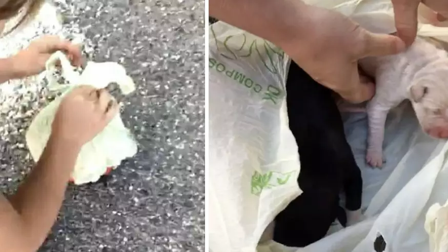 Amazing Moment Terrified Puppies Are Rescued From A Plastic Bag