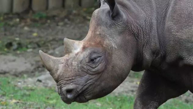 ​Critically Endangered Black Rhino Seyia Is Pregnant