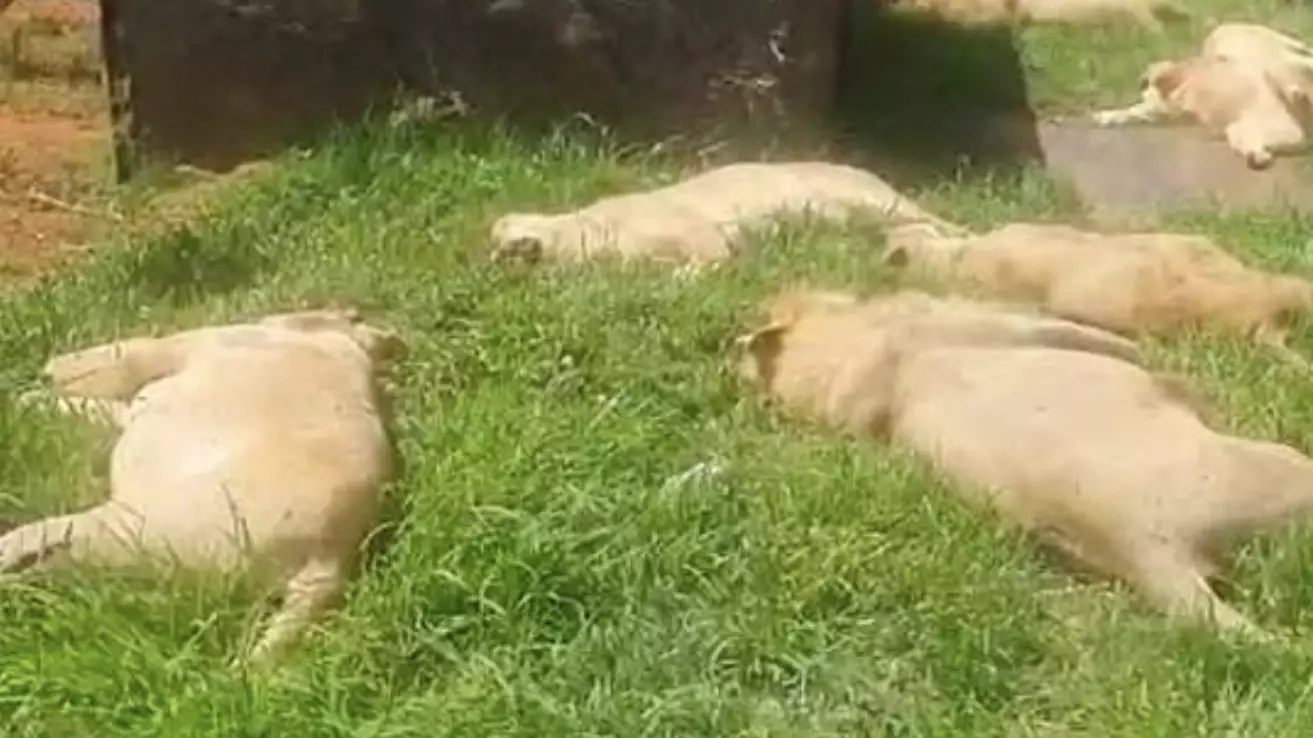 Poachers Poison 16 Lions Before Cutting Off Their Faces And Paws 