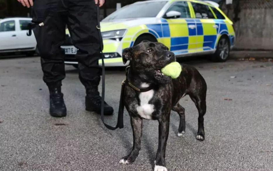 UK's First Staffie Police Dog Is Breaking Down Negative Stereotypes.