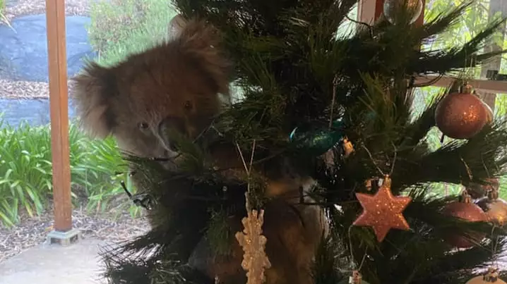 Koala Found Living In Australian Family's Christmas Tree