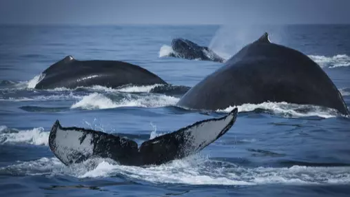 Canada Passes 'Free Willy' Bill Banning Whale And Dolphin Captivity