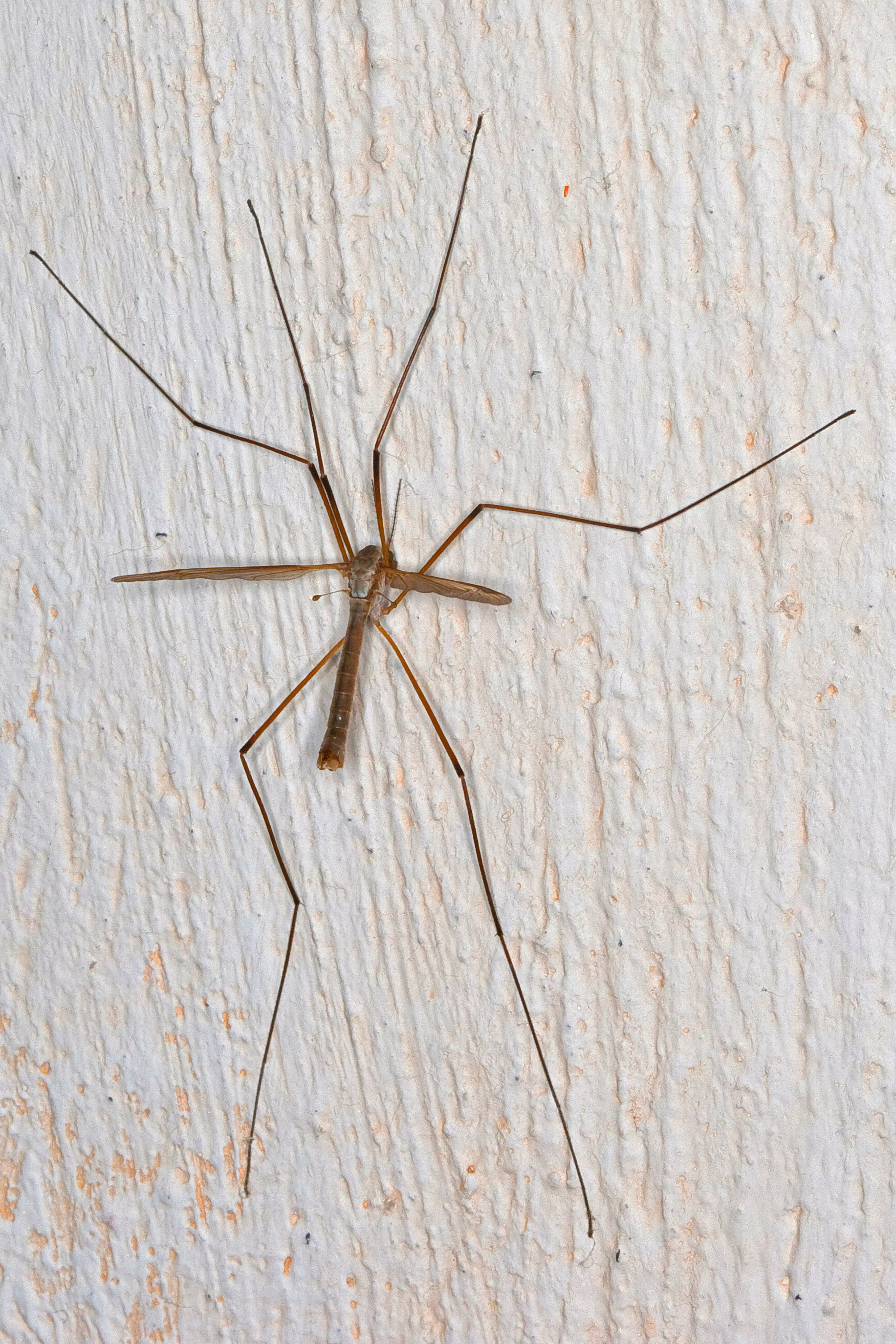 Stock image of a daddy-long-legs.