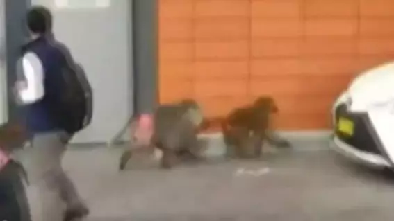 Baboon Escaped From Vasectomy Operation At Testing Lab And Fled With Two Female Monkeys