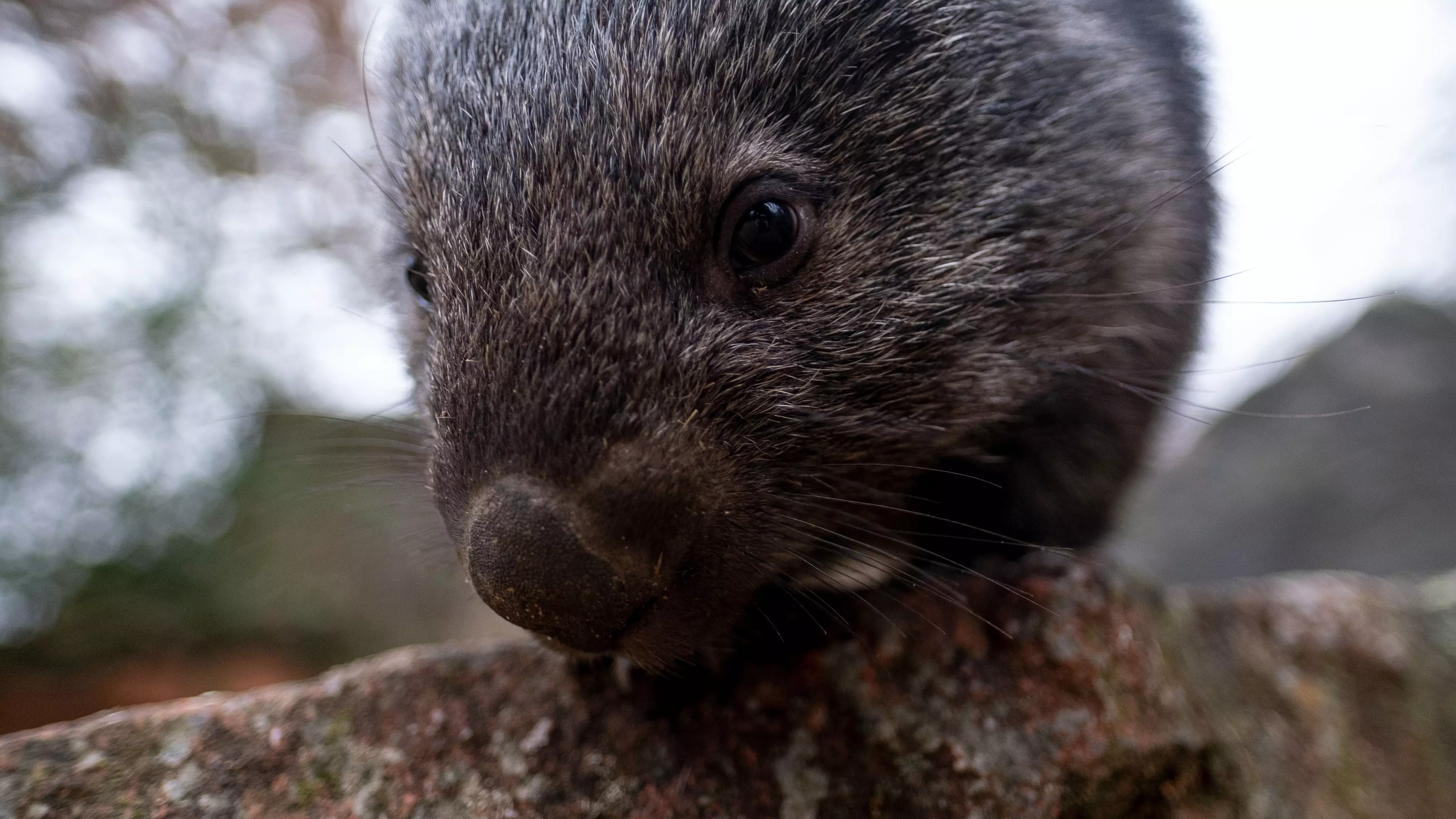 It’s Now Illegal To Hunt Wombats In Victoria For Fun