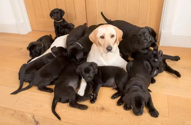 Golden Labrador Lucy with her 13 black Lab puppies (