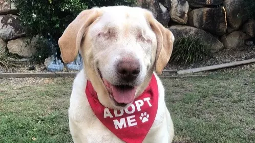 'Blind, Overweight And Alone' Labrador Is Looking For A Forever Home In Australia