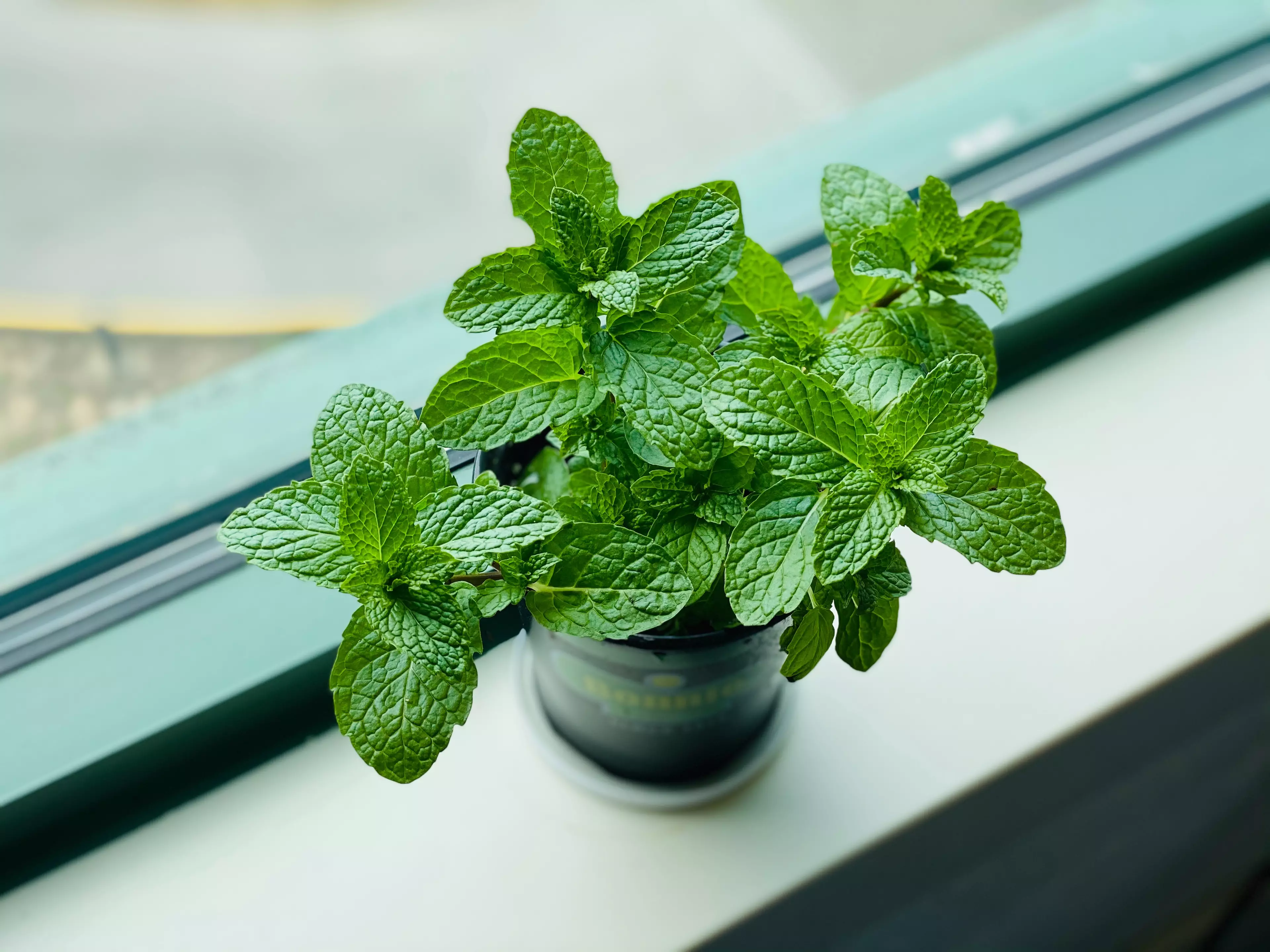 Mint could be the answer (