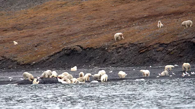 One Percent Of World’s Polar Bear Population Gathers For Feast 