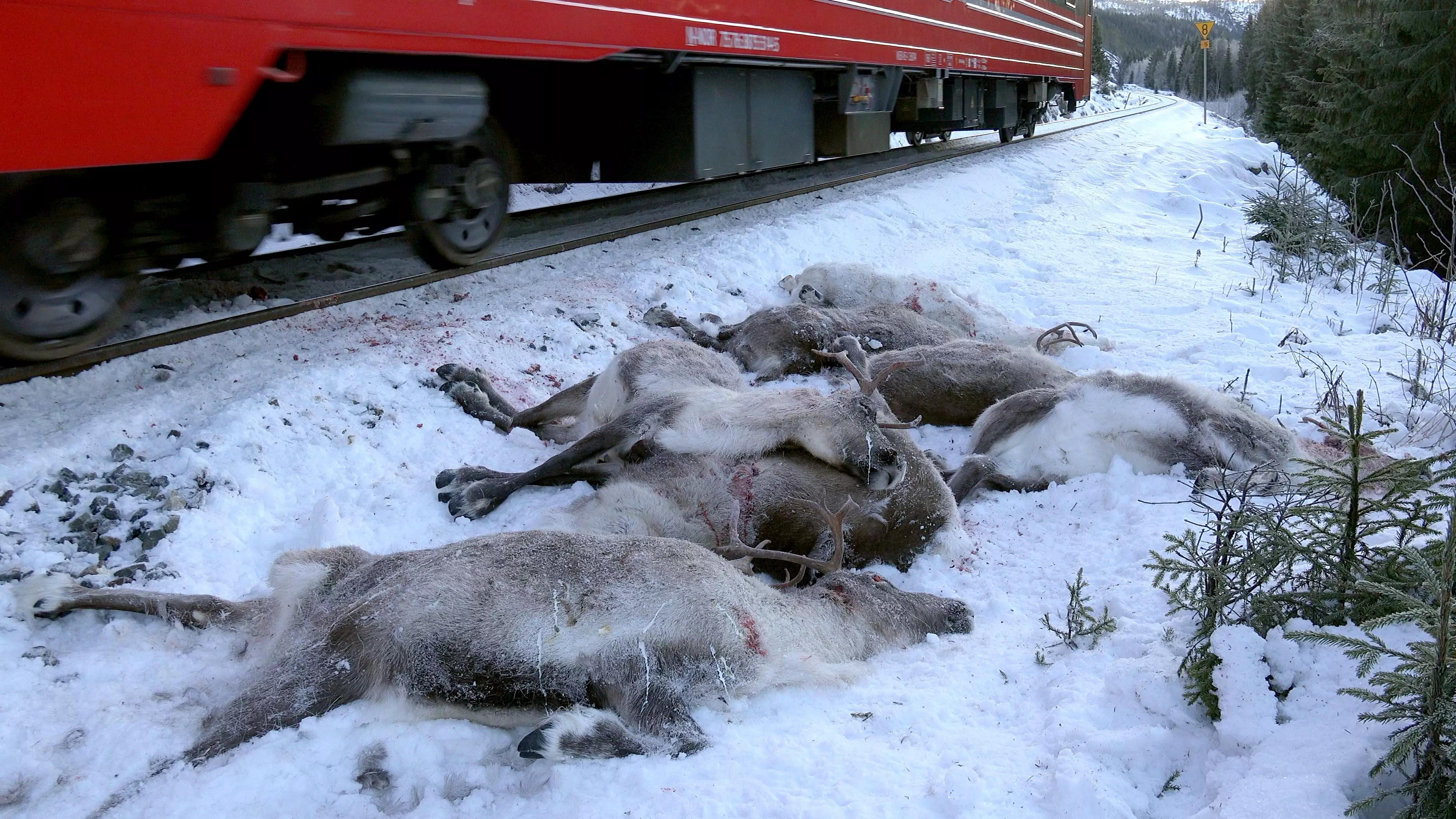 Loads Of Reindeer Have Been Killed In Just Four Days By Trains In Norway