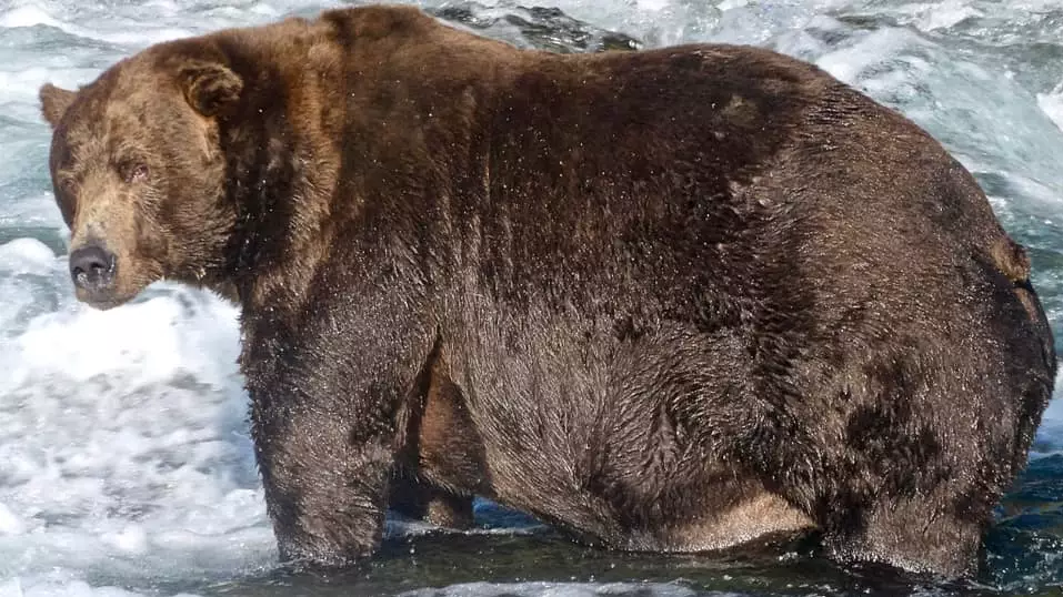 Bear Called 747 Has Been Crowned America's Fattest Bear For 2020